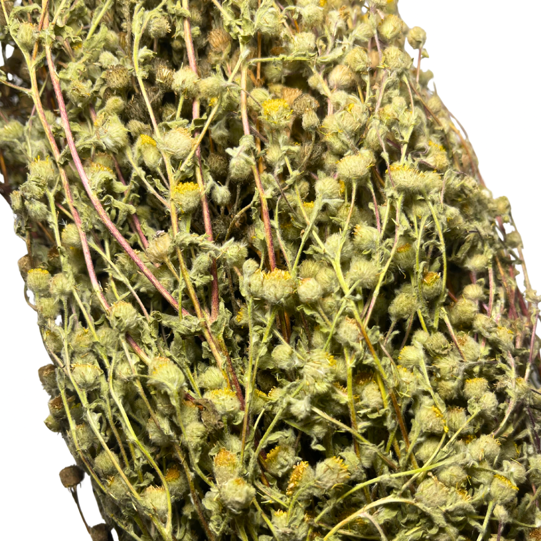 Sauna whisk – Common Wormwood